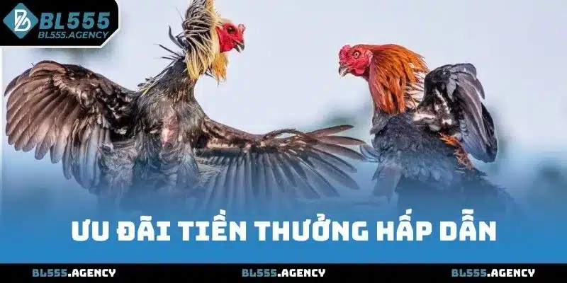 Đá gà BL555 có ưu đãi tiền thưởng hấp dẫn