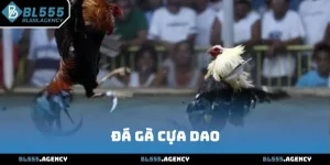 Đá Gà Cựa Dao BL555 Và Những Điều Thú Vị Bạn Cần Biết 