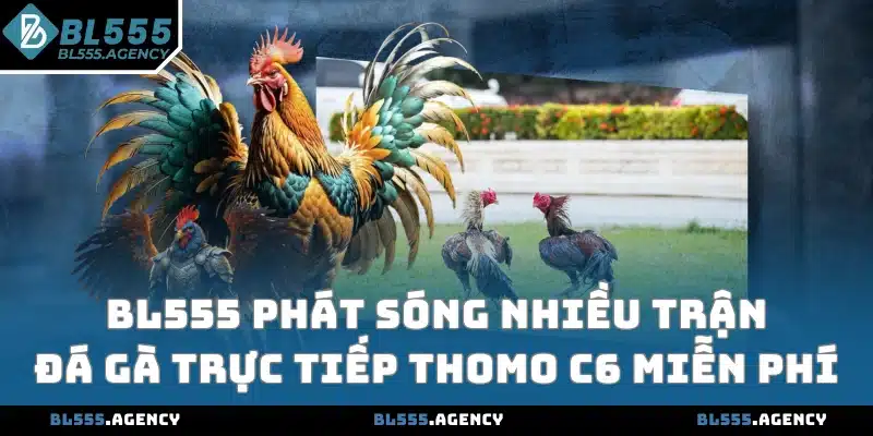 BL555 phát sóng nhiều trận đá gà trực tiếp Thomo C6 miễn phí