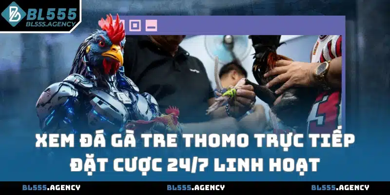 Xem đá gà tre Thomo trực tiếp đặt cược 24/7 linh hoạt